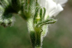 Heliotropium styligerum