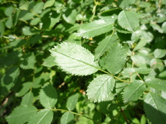 Rosa balsamica