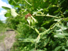 Rosa balsamica