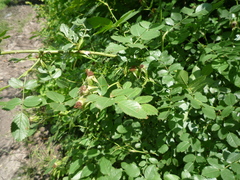 Rosa balsamica