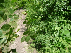 Rosa balsamica