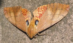 Platysphinx piabilis