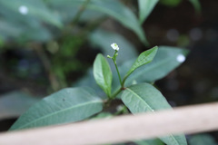Persicaria dichotoma