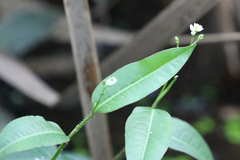Persicaria dichotoma