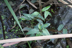 Persicaria dichotoma
