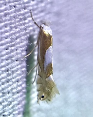 Phyllonorycter fitchella