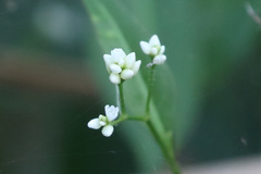 Persicaria dichotoma