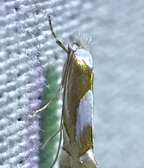Phyllonorycter fitchella