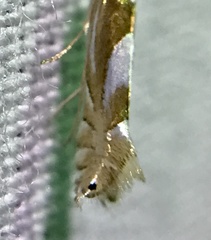 Phyllonorycter fitchella