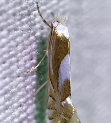 Phyllonorycter fitchella