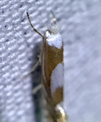 Phyllonorycter fitchella