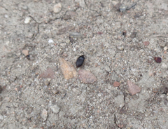 Eusattus reticulatus