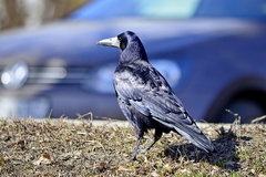 Corvus frugilegus