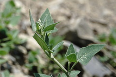 Chenopodium sosnowskyi