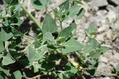 Chenopodium sosnowskyi