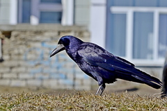 Corvus frugilegus