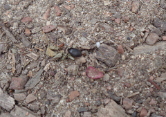 Eusattus reticulatus