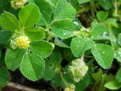 Medicago lupulina