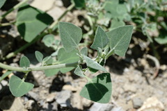 Chenopodium sosnowskyi