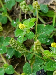 Medicago lupulina