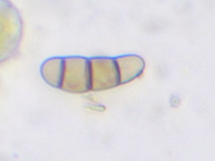 Hysterium angustatum