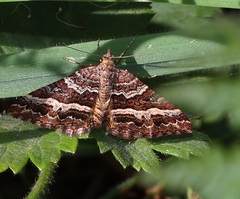 Chrysolarentia vicissata