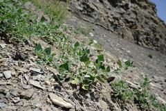 Chenopodium sosnowskyi