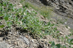 Chenopodium sosnowskyi