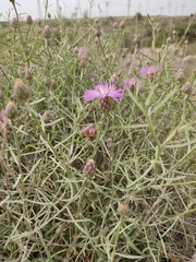 Centaurea aspera stenophylla