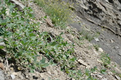 Chenopodium sosnowskyi