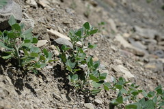 Chenopodium sosnowskyi