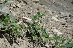 Chenopodium sosnowskyi