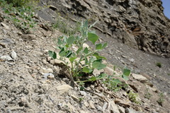 Chenopodium sosnowskyi