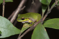 Ranoidea pearsoniana