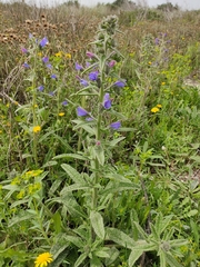 Echium creticum