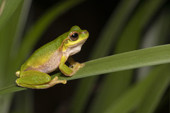 Ranoidea pearsoniana