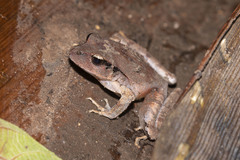 Platyplectrum fletcheri