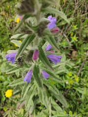 Echium creticum
