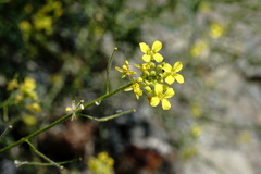 Sisymbrium lipskyi