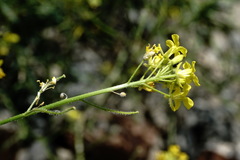 Sisymbrium lipskyi