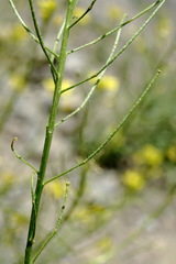 Sisymbrium lipskyi