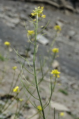 Sisymbrium lipskyi