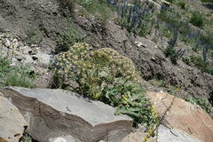 Heracleum grandiflorum