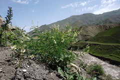 Astragalus galegiformis
