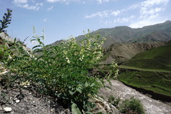 Astragalus galegiformis