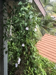 Thunbergia grandiflora