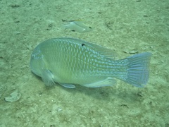 Choerodon schoenleinii