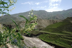 Astragalus galegiformis