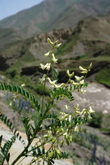 Astragalus galegiformis