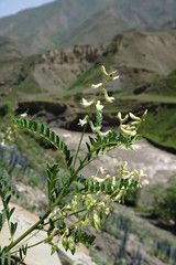 Astragalus galegiformis